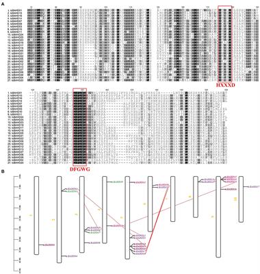 The BAHD Gene Family in Cacao (Theobroma cacao, Malvaceae): Genome-Wide Identification and Expression Analysis